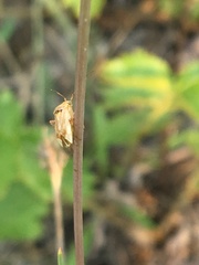 Agnocoris rubicundus