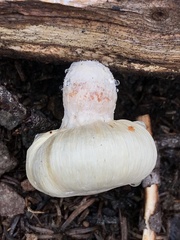 Pholiota nubigena