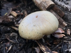 Pholiota nubigena