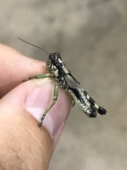 Dendrotettix quercus