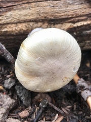 Pholiota nubigena