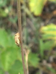 Agnocoris rubicundus