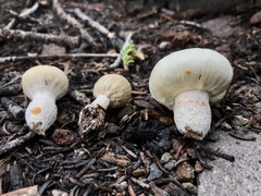 Pholiota nubigena