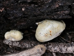 Pholiota nubigena