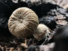 Pholiota nubigena