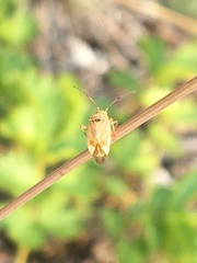 Agnocoris rubicundus