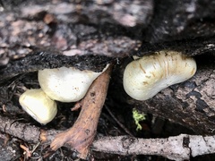 Pholiota nubigena