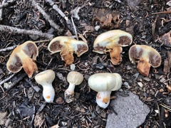 Pholiota nubigena