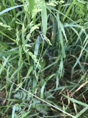 Coenagrion pulchellum