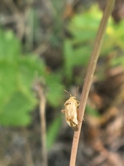 Agnocoris rubicundus
