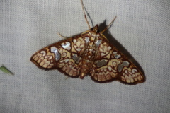 Glyphodes canthusalis