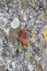 Tomonotus ferruginosus