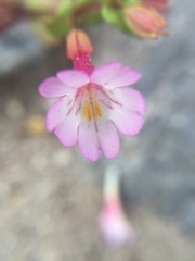 Erythranthe inconspicua