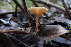 Singerocybe clitocyboides