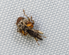 Conotrachelus anaglypticus