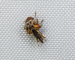 Conotrachelus anaglypticus