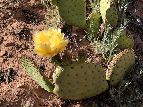 Golden Pricklypear