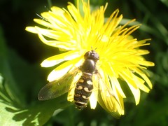 Dasysyrphus intrudens