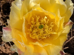 Opuntia aurea