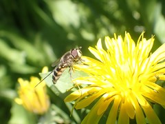 Dasysyrphus intrudens