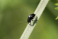 Halticini