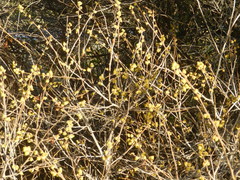 Ribes aureum