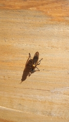 Laphriini
