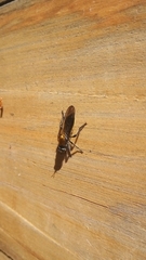Laphriini