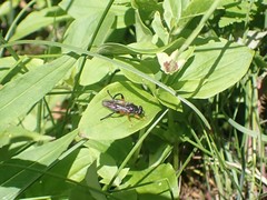 Chalcosyrphus vecors