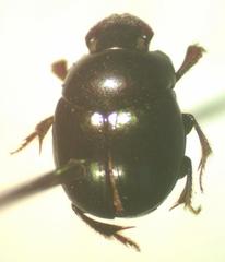 Ateuchus aeneomicans