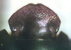 Ateuchus aeneomicans