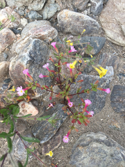 Erythranthe inconspicua