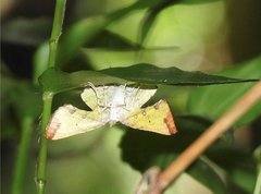 Corymica
