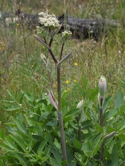 Angelica tomentosa
