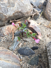 Erythranthe inconspicua
