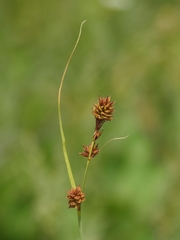 Carex serratodens