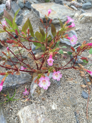 Erythranthe inconspicua