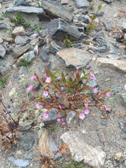 Erythranthe inconspicua