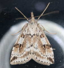 Udea washingtonalis