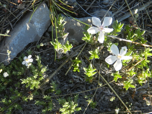 Phlox kelseyi