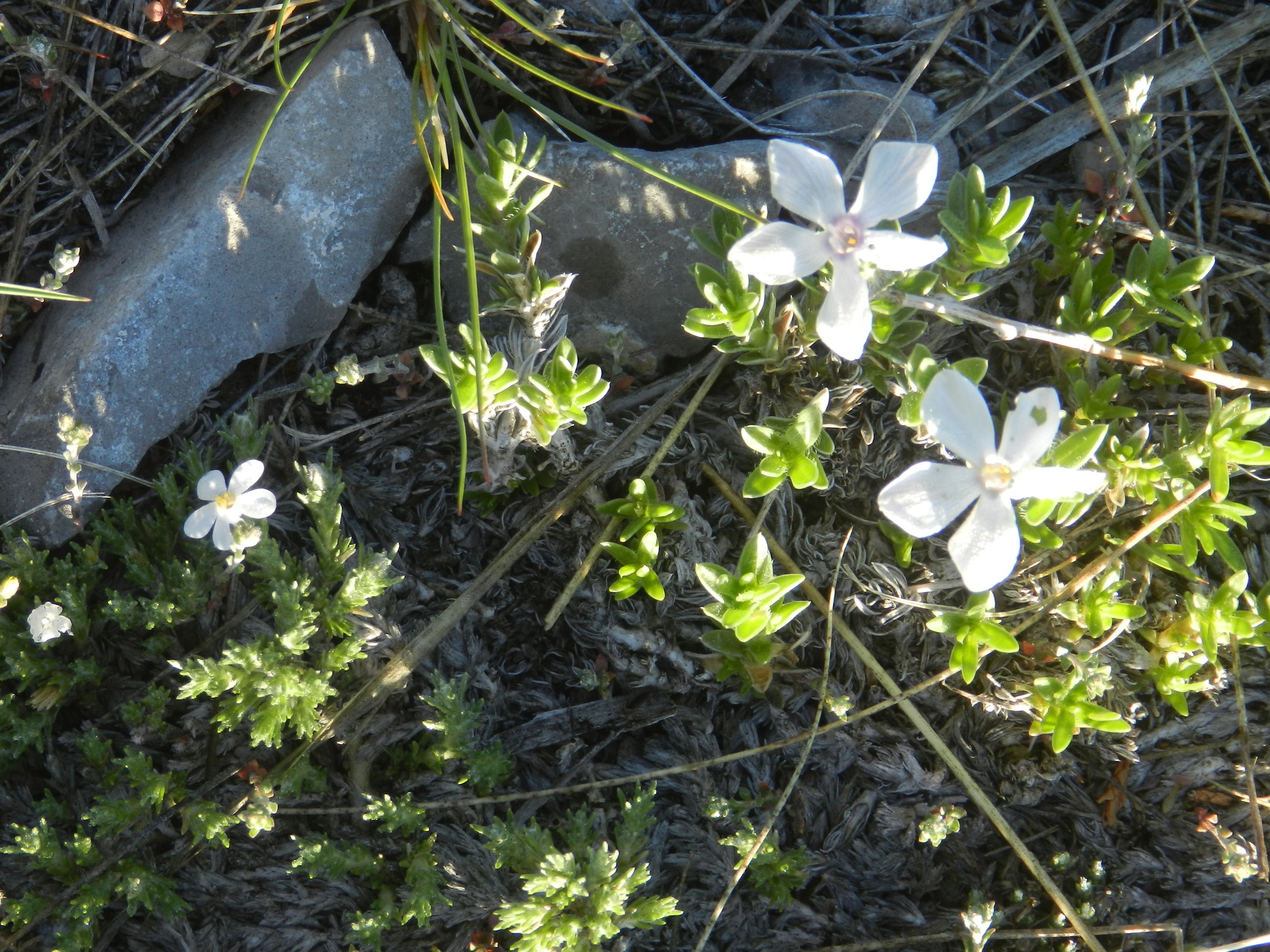 Phlox kelseyi