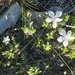 Kelsey's Phlox - Photo (c) Charles Thomas Hash, Jr., some rights reserved (CC BY-NC-ND), uploaded by Charles Thomas Hash, Jr.