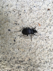 Carabus goryi