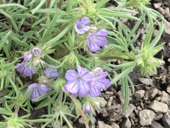 Phacelia linearis