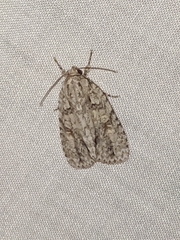 Acronicta retardata