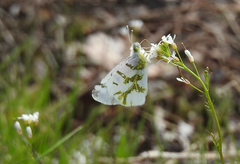 Euchloe olympia