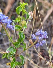 Ceanothus foliosus