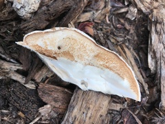 Spongiporus leucospongia