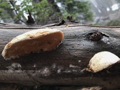 Spongiporus leucospongia