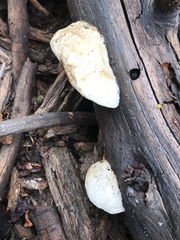 Spongiporus leucospongia